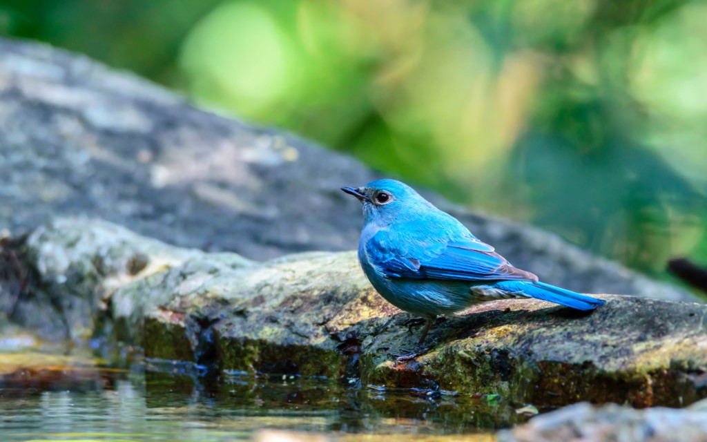 Perching Birds